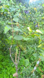 a2181038-5fbd-48ca-917f-f06176d7d157