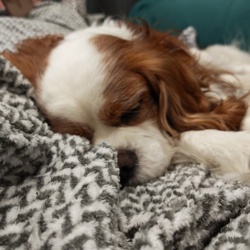 d458dc21-2d75-46e4-8de9-dba8ea946c19