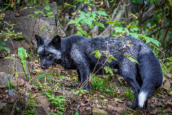 87214ca4-30c1-4922-aa01-d873ed407608