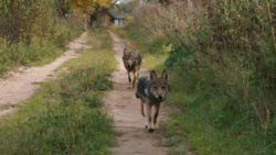 Zaangażowanie lokalnych społeczności pomaga przewidywać konflikty z dużymi drapieżnikami
