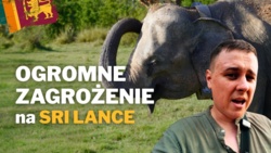Jak powstał symbol Sri Lanki i jak wygląda życie słoni na wolności?