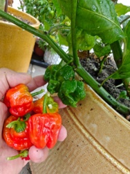 ffcc206e-ca9d-47f7-bd6c-aae6a0008dc5