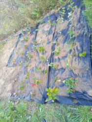 4fb35d8a-d40b-4a95-bb5f-5c62d59c2b6f