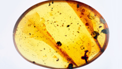 ff52a225-868b-4b29-ad8a-0af3c835eba8