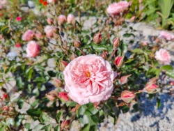 05f7a2d4-51cc-40e8-a4f4-44c97dc737dd