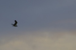 1aed0ebf-b5d0-4447-b57e-93d57ee72115