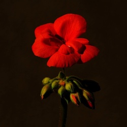 Pelargonia Rabatowa - Pelargonium Hortorum / Fotografujemy Przyrodę