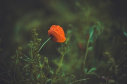 06a9fa36-f6dd-4ca6-bf34-b56c1d750b4e