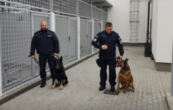 Funkcjonariusz do zadań specjalnych. Wszystko, co chcielibyście wiedzieć o służbie psa policyjnego