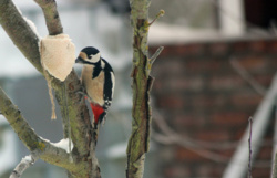 a0d498ad-251d-4f3f-92ed-828b829fcba5