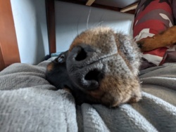 9c0d0b82-43d3-4cdb-8b65-a72f9bd7d21b