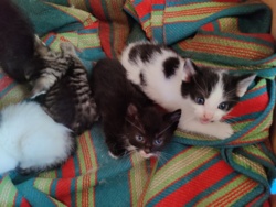 66d34624-83eb-4bd3-aa87-661c713a3766