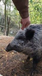 Z dzikiem można się dogadać :)