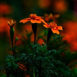 Aksamitka Wąskolistna - Tagetes Tenuifolia / Fotografujemy Przyrodę