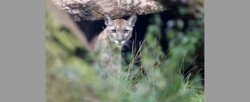 Puma grasuje na Mazowszu. Władze z pilnym apelem