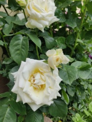 4260be05-cbc4-4504-b18c-76cd7a4545cc