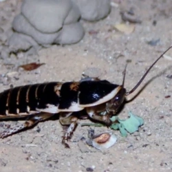 8b34fe2c-0782-4f3d-8bb0-bbfb46e17fdd