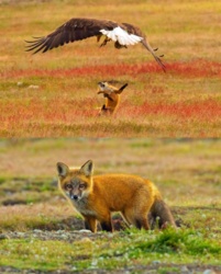 9a21d652-7c56-4861-93ca-45306a6eb5f1