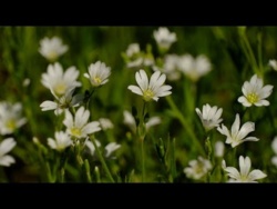 Wiosenna Kojąca Antystresowa Muzyka Relaksacyjna