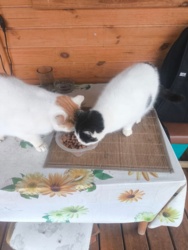 e77a4783-16d3-42f5-bc0c-7055b3efda33