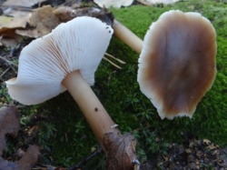 a80ac615-c05f-44a5-9a58-d81bf6ab7ba7