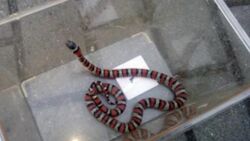 Warszawa. Kobietę obudził pełzający po mieszkaniu wąż. Z pomocą ruszył Ekopatrol