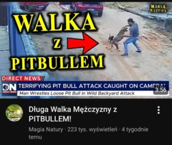 Walka człowieka z pitbulem