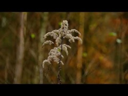 Spokojna Muzyka Uzdrawiająca Dla Umysłu i Duszy