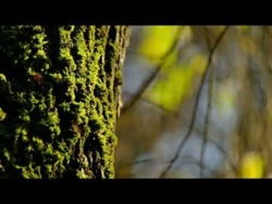 Relaksująca Muzyka Na Spokojny Nocny Sen