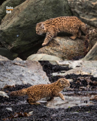 bf6683c7-d7ec-4368-a968-34f058e79464