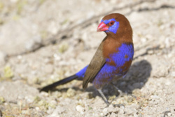 53f3aedf-eff8-48af-aaa5-95c318baa546