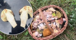 30 lat chodzi na grzyby. Zauważyła niepokojące zjawisko