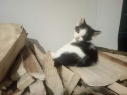 a97f5906-e130-46cb-9d90-30c4fa3671ed