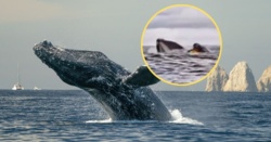 Wieloryb połknął 24-latka na kajaku. Nagranie krąży po sieci [WIDEO]