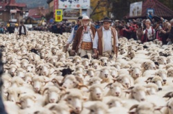 Morze owiec w mieście. Szczawnica zaprasza na jesienny redyk!