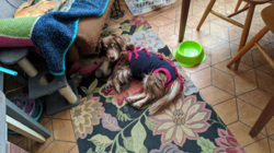 e38243d4-46a9-43eb-9bd2-dbb71a70731d