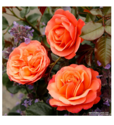 49fe8dfb-b9d3-42e0-a168-f698b87e0598