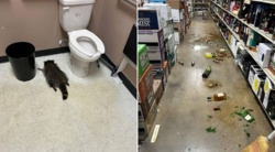 Szop zdemolował sklep monopolowy. Był kompletnie pijany