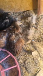 775ac996-5c37-46e8-b6b0-51df4a7e8d67