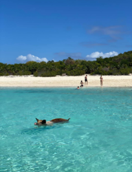 8fe52b43-be13-448a-ba86-772fac101466