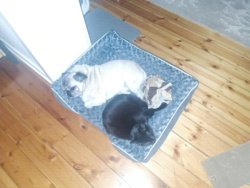 444b1460-ebf0-4233-bd90-aa742f6734a3