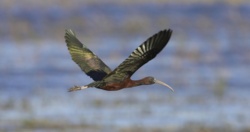 Ibis kasztanowaty pojawił się w Polsce