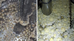 Dziesiątki pączków zatkały rurociąg i przepompownię