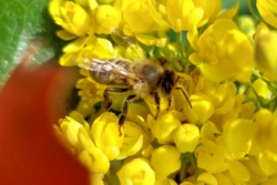 5 krzewów miododajnych do ogrodu, które warto wsadzić tą jesienią