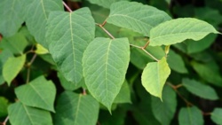 NIK: Polska bezbronna wobec gatunków inwazyjnych