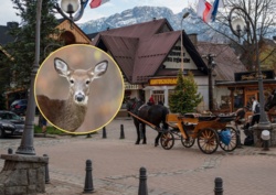 Łanie w Zakopanem zaatakowały psa. Tragiczny finał