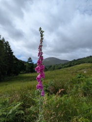 7d965655-45d4-490d-828d-615dfcfa4e2d