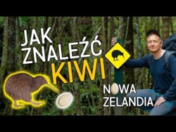 Dziobnięty w buta przez nielota - czyli w poszukiwaniu Kiwi