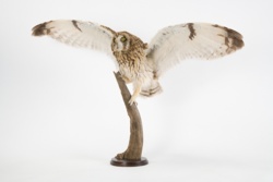 Zabytek miesiąca - uszatka błotna