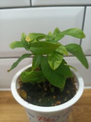 80ff5ae2-05ff-490e-b778-3df46c0184d4